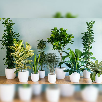 Indoor-plants