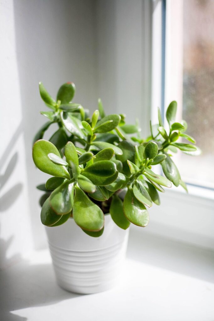 Indoor Plant Maintenance