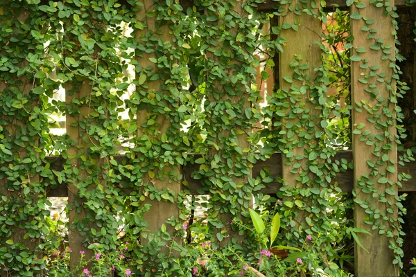 Vertical Gardening Service in Mumbai